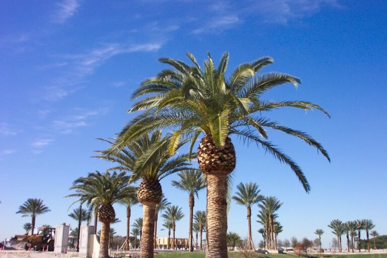 Best Tampa Neighborhoods